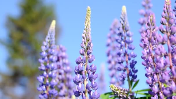 Wild lupine bloemen — Stockvideo