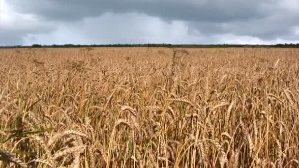 Wheat field — Stock Video