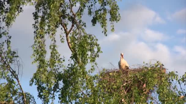 Cigüeña en nido — Vídeos de Stock