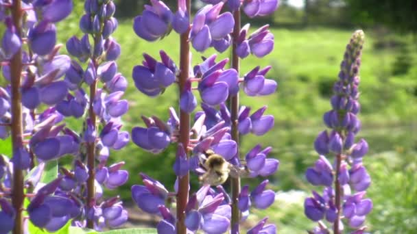 Abelha de mel em flor silvestre lupina — Vídeo de Stock