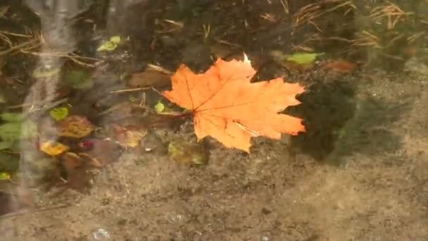 Foglie d'autunno — Video Stock