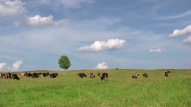 Cows on green meadow — Stock Video