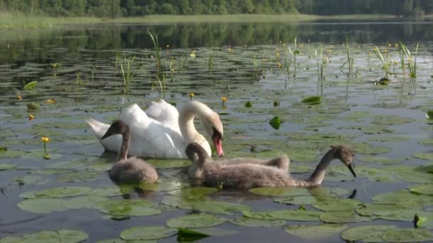 Schwanenfamilie schwimmt — Stockvideo