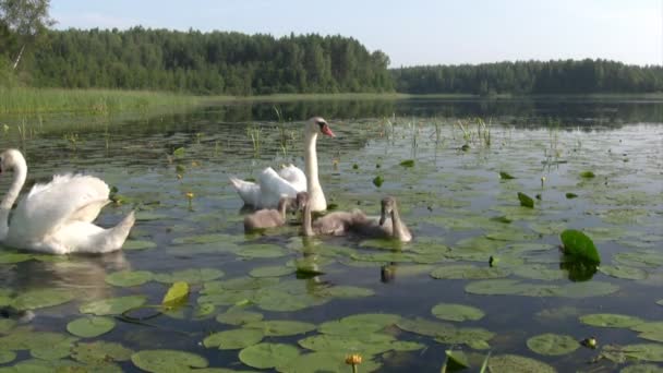 Cisnes familia natación — Vídeo de stock
