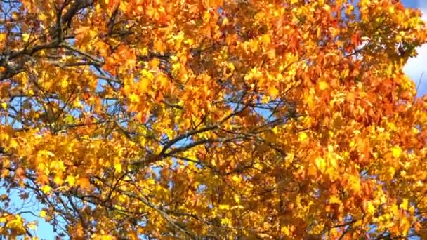 秋の背景 — ストック動画