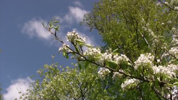 Flor de manzana de primavera — Vídeo de stock