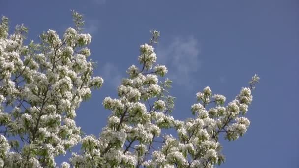 Fleur de pommier printanier — Video