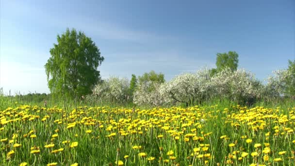 Jardin de pommiers en fleurs 