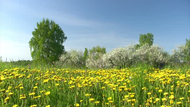 Jardim de maçã florescente — Vídeo de Stock