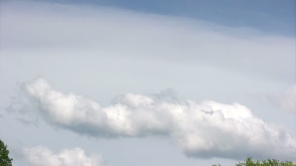 Zoom panoramique de l'arbre solitaire — Video