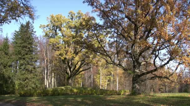 Oude eiken in herfst opschik — Stockvideo