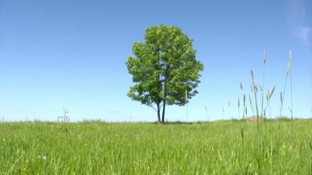 Albero solitario — Video Stock