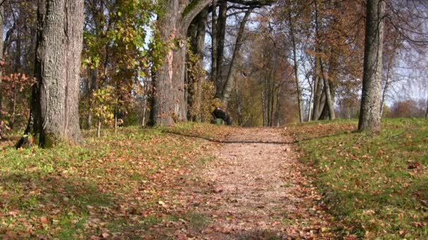 Otoño relajarse — Vídeo de stock