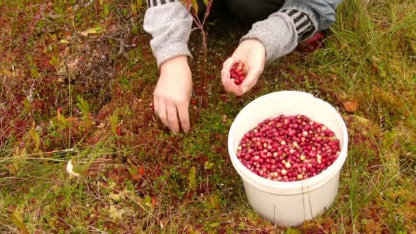 Cranberry harvest — Stock Video