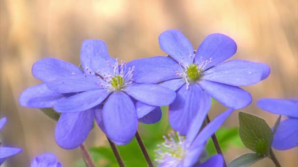 Gouttes de neige, printemps — Video