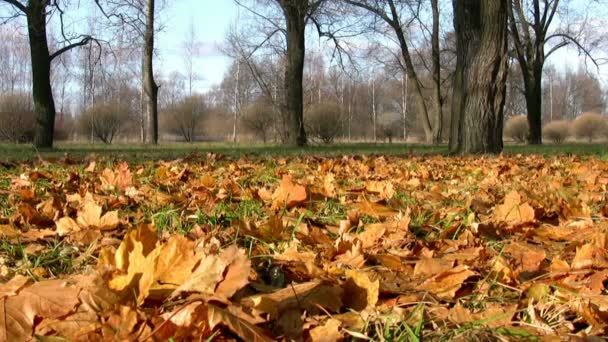 Auto's rijden op een weg, herfst scenics — Stockvideo