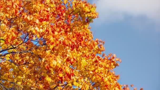 Hintergrund Herbst — Stockvideo