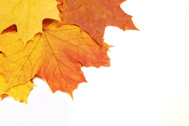 sonbahar yaprakları arka plan