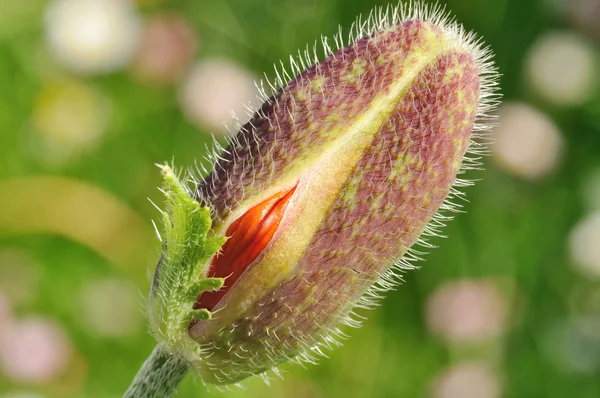 Poppy bud just starting to bloom — Stock Photo, Image