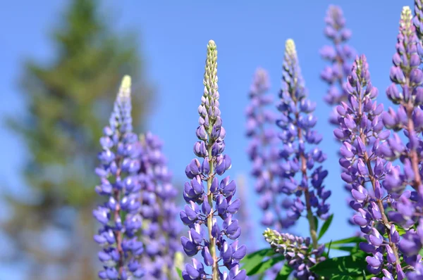 Fiori di lupino — Foto Stock