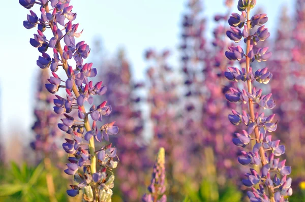 Close-up van lupine wilde bloemen — Stockfoto