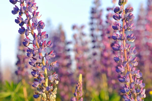 Close-up of lupine wildflowers