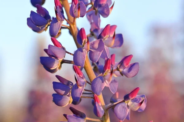 Close-up van lupine wilde bloemen — Stockfoto