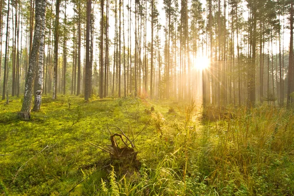 Sunrise in the spring woods — Stock Photo, Image