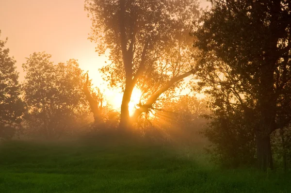 Napsugarak, a tavaszi erdő — Stock Fotó