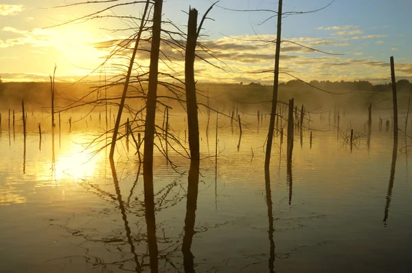 Morning dawn on the swamp — Stock Photo, Image