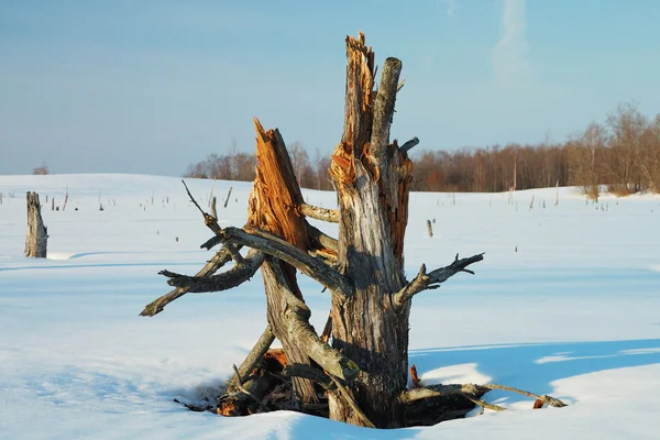 Palude invernale — Foto Stock