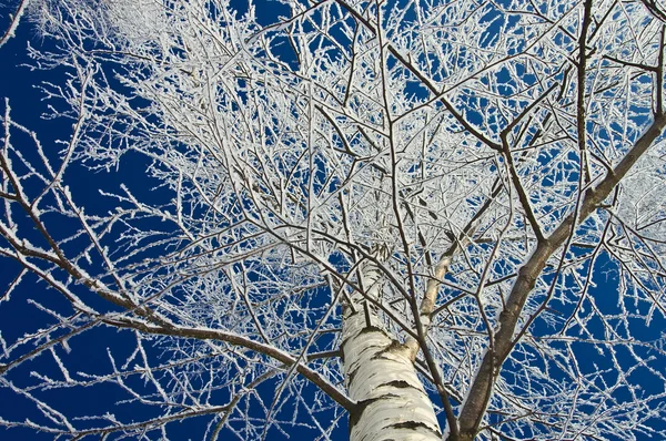 Winter's Tale — Stockfoto