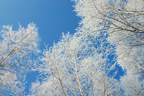 Albero invernale — Foto Stock