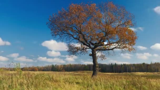 Lönnträd på hösten — Stockvideo