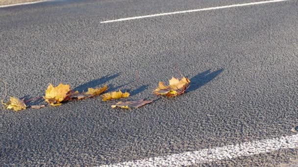 Coches que conducen en hojas de otoño — Vídeos de Stock