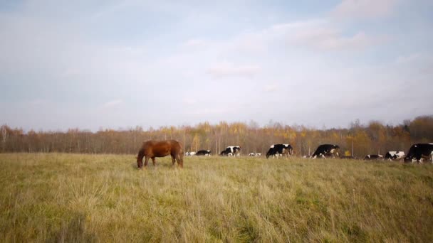 Kráva podzimní krajina — Stock video