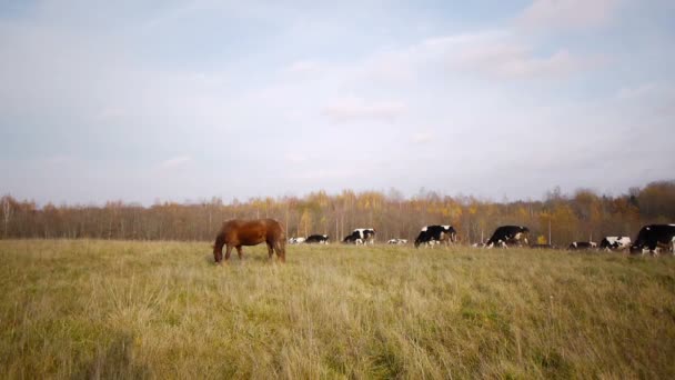 Jesień krajobraz krowa — Wideo stockowe