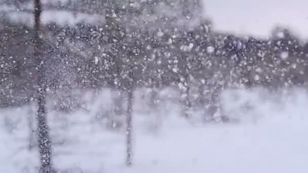 Queda de neve em uma floresta de inverno — Vídeo de Stock