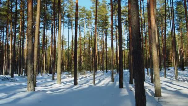 Giornata di sole nella foresta invernale — Video Stock