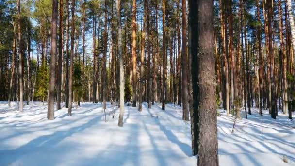 Giornata di sole nella foresta invernale — Video Stock