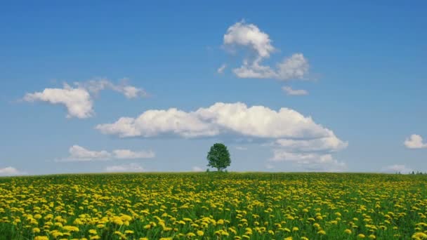 Árbol solitario — Vídeos de Stock