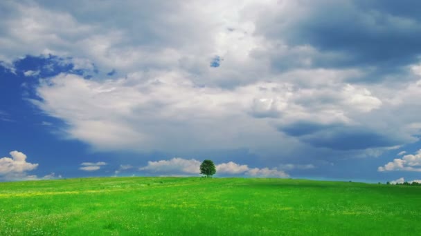 Árbol solitario — Vídeos de Stock