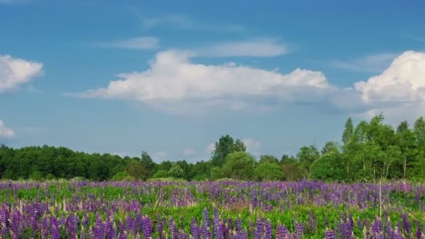 Blooming lupine flowers — Stock Video