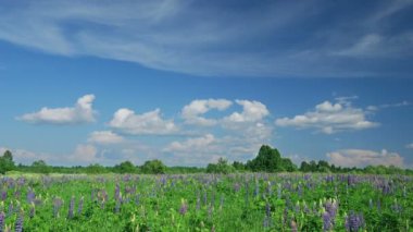 yaz çiçek acı bakla