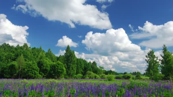 Verano en el bosque — Vídeo de stock