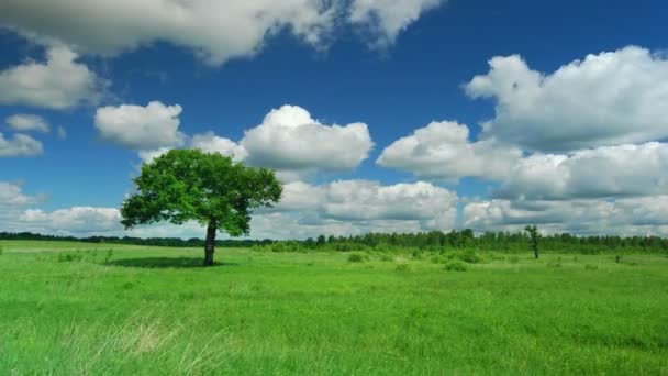 Árbol solitario — Vídeo de stock