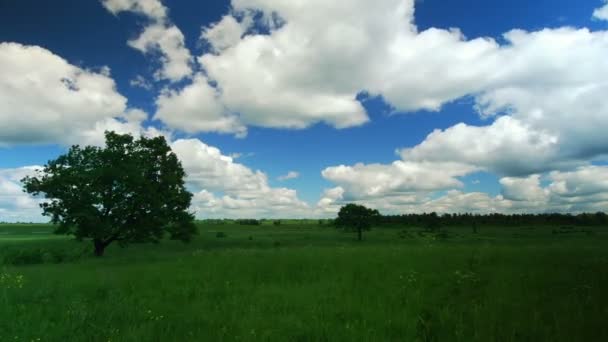 Árbol solitario — Vídeo de stock