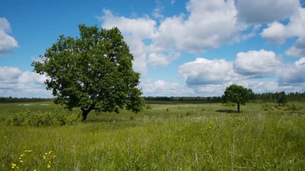 Árbol solitario — Vídeo de stock