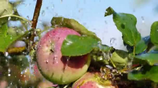 Manzanas rojas frescas en un día lluvioso — Vídeo de stock