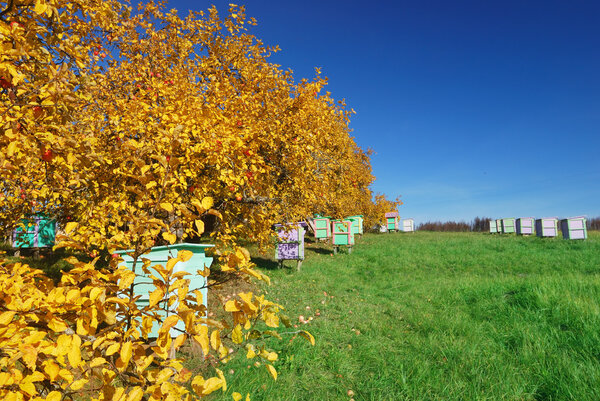 Honey bee hives